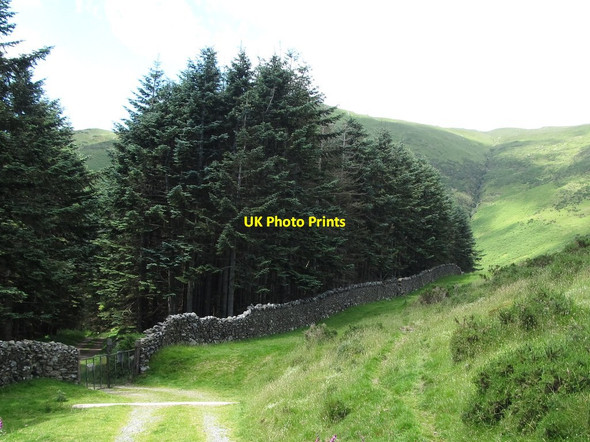 Photo 6"x4" Path junction above the entrance gate to Ballyedmond Wood Rostrevor c2014