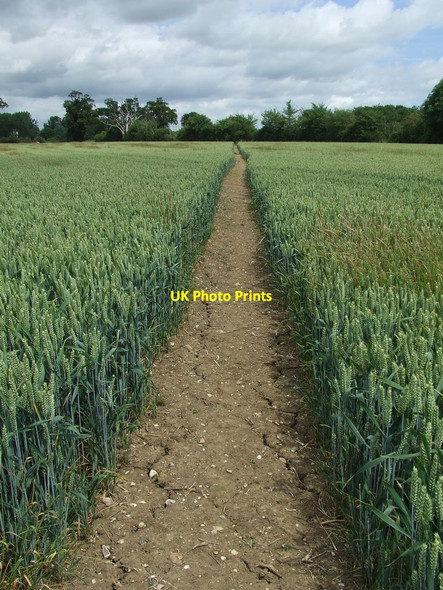 Photo 6"x4" Path Through The wheat Little Glemham c2014