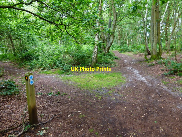 Photo 6"x4" Bridleway and footpath junction on Whitmoor Common Worplesdon c2014