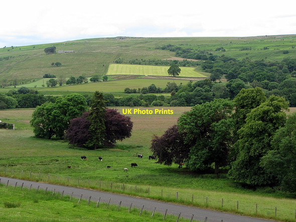 Photo 6"x4" Parkland east of Hesleyside Mill Charlton\/NY8085 c2014