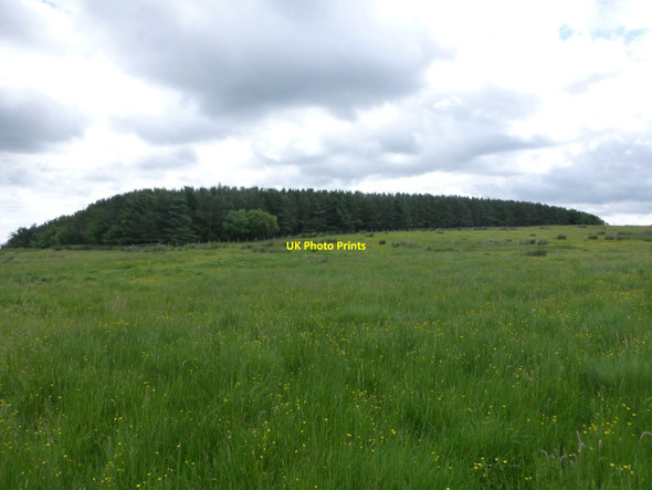 Photo 6"x4" Wood north of Stony Knowe Glantlees c2014