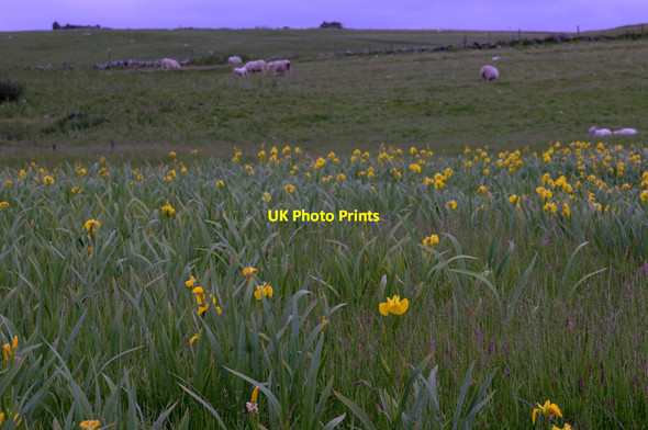 Photo 6"x4" Yellow Flag Irises, Loch of Sandwick Mailand c2014