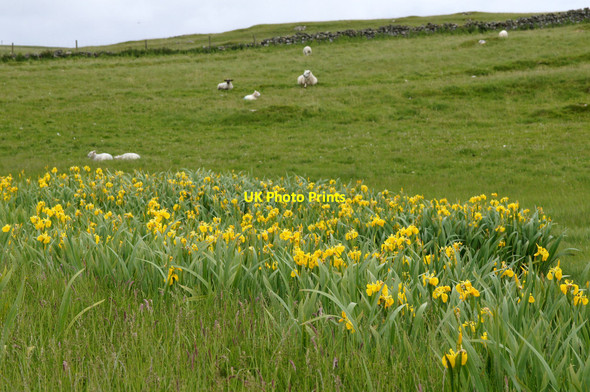 Photo 6"x4" Yellow Flag Irises, Loch of Sandwick Mailand c2014 P1