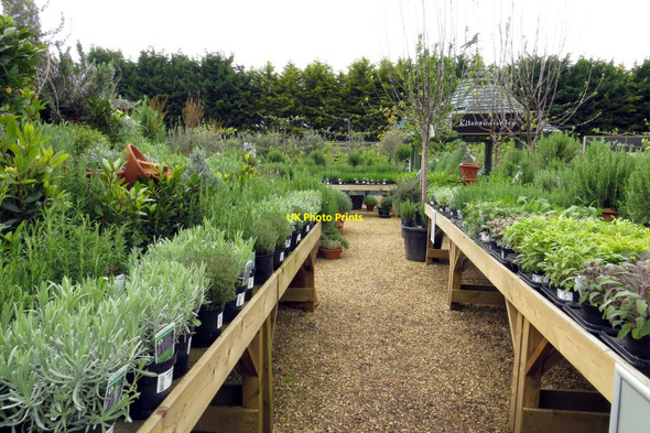 Photo 6"x4" Burford Garden Centre Burford\/SP2512 c2014