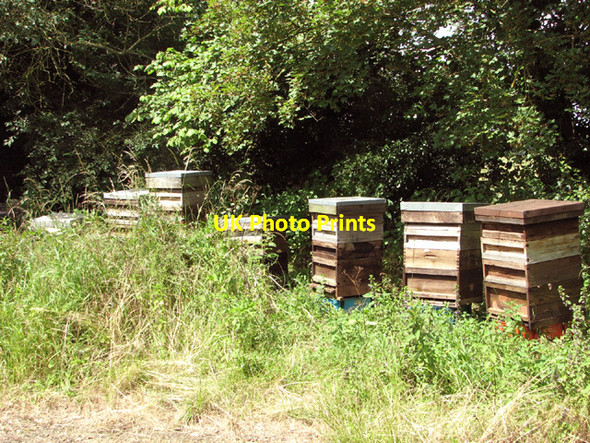 Photo 6"x4" Bee hives beside the footpath Topcroft Street c2014
