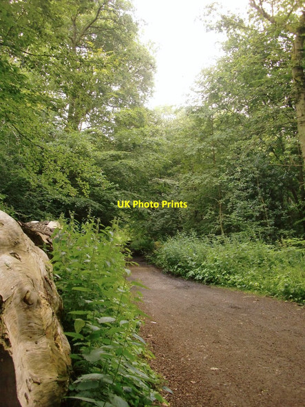 Photo 6"x4" Woodland track at Francis Corner Shere c2014