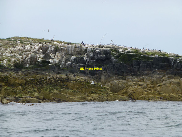 Photo 6"x4" Gulls, guillemots and shags on The Thorn Seahouses c2014