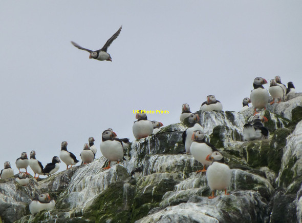 Photo 6"x4" Puffins galore Brownsman c2014