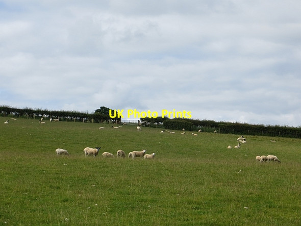 Photo 6"x4" Sheep, Cotehill Cotehill\/NY4650 c2014