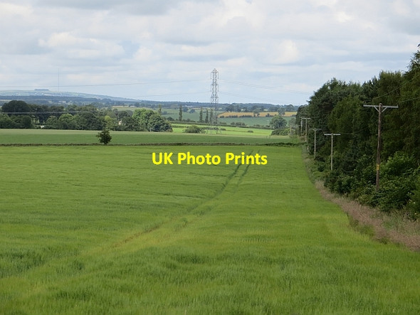 Photo 6"x4" Woodland edge, Stand End Low Cotehill c2014