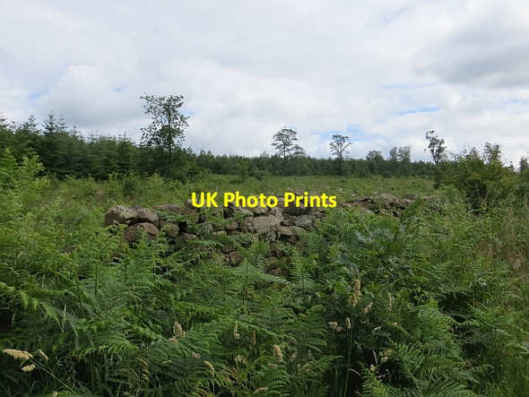 Photo 6"x4" High Stand Plantation Lockhills c2014