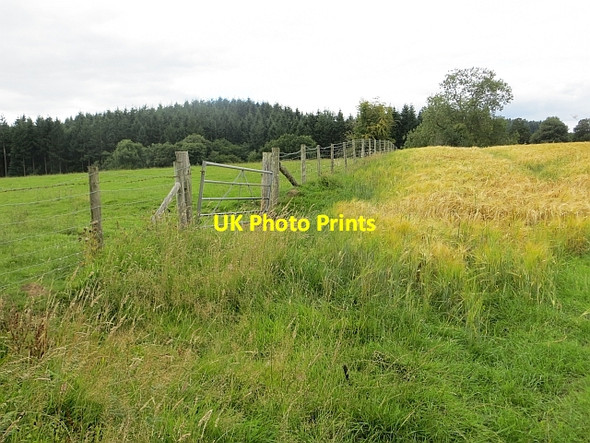 Photo 6"x4" Barley, Titley Flintsham\/SO3158 c2013