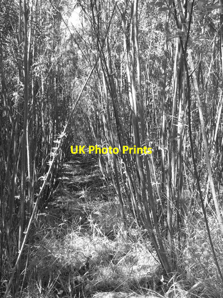Photo 6"x4" View into willow plantation Bustard's Green c2014