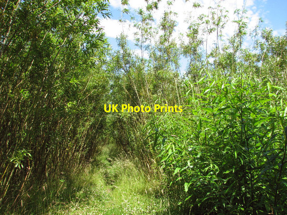 Photo 6"x4" Footpath through willow plantation Bustard's Green c2014