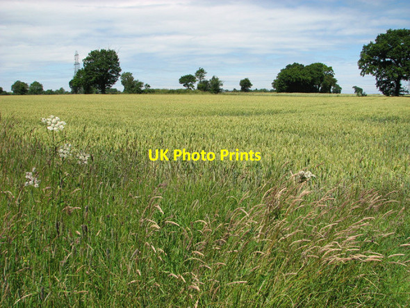 Photo 6"x4" Wheat crop field Bustard's Green c2014