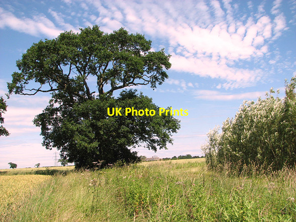 Photo 6"x4" Oak tree on field boundary Bustard's Green c2014