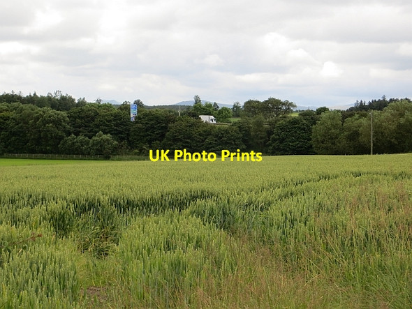 Photo 6"x4" Wheat near Southwaite Mellguards\/NY4445 c2014
