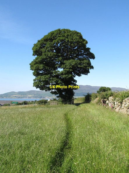 Photo 6"x4" Path through a hayfield leading to the Kilfeaghan Dolmen Greencastle\/J2411 c2014