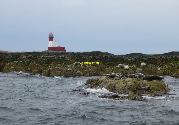 Photo 6"x4" Seals hauled out on Longstone Clove Car c2014