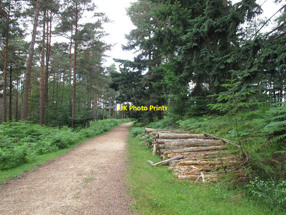 Photo 6"x4" Logpile in Highland Water Inclosure Stoney Cross c2014