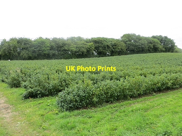 Photo 6"x4" Blackcurrants, Parkgate Nextend c2013