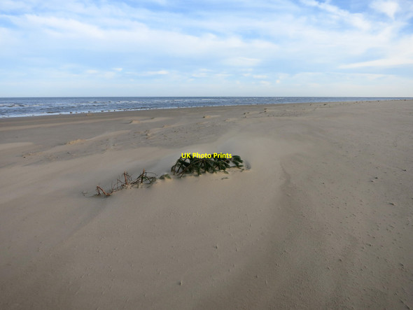 Photo 6"x4" Pine sapling on the beach Holkham c2013