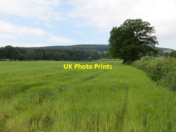 Photo 6"x4" Barley beneath Brown Clee Ditton Priors c2014