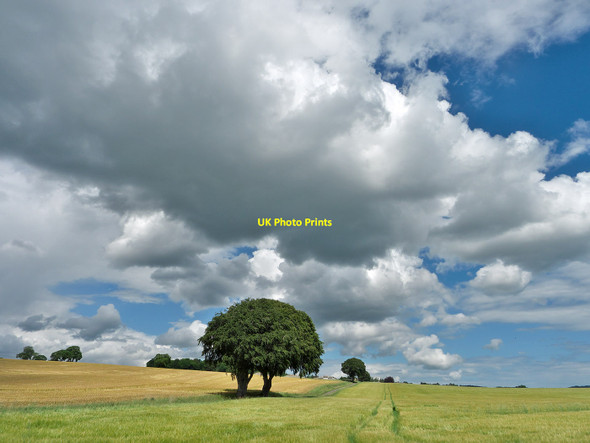 Photo 6"x4" Farmland of the Black Isle Munlochy c2014