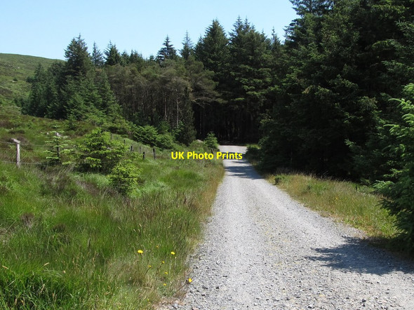 Photo 6"x4" View east along the main forestry track Rostrevor c2014
