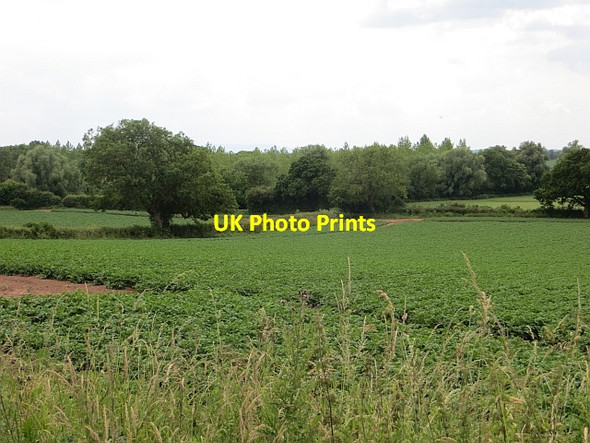 Photo 6"x4" Potatoes north of Leominster Leominster c2014