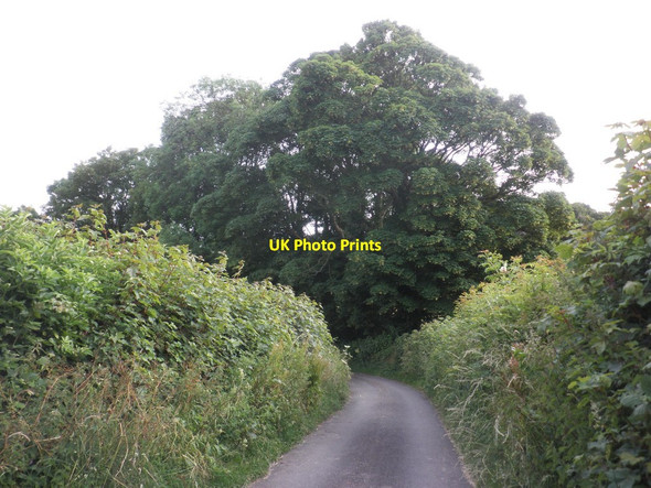 Photo 6"x4" Coewell Lane Woodlands\/ST1640 c2014