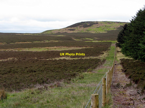 Photo 6"x4" Southern boundary of Ros Hill Wood towards Ros Castle Chillingham c2014