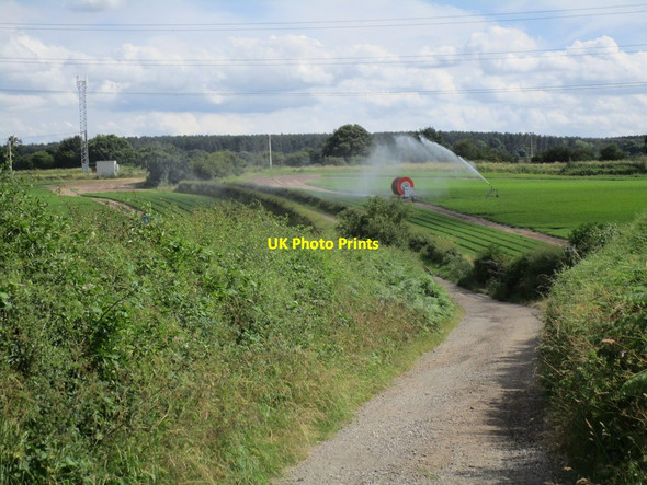 Photo 6"x4" Irrigating carrots Gorsethorpe c2014
