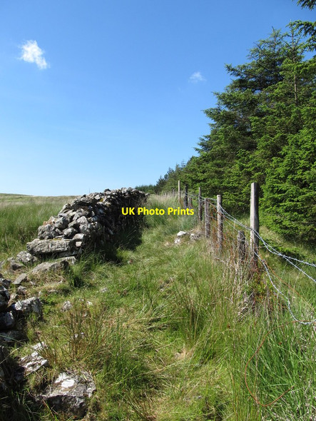 Photo 6"x4" Gap between the forest's boundary wall and fence Rostrevor c2014