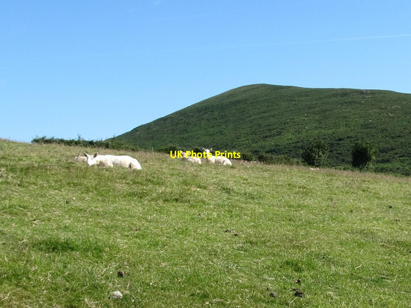 Photo 6"x4" Defaid Llŷn - Lleyn Sheep with Formal in the background Greencastle\/J2411 c2014