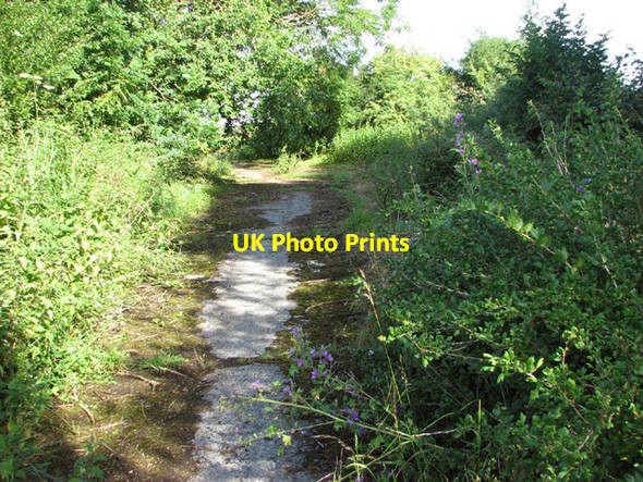 Photo 6"x4" Path to Fersfield Common Boyland Common c2014