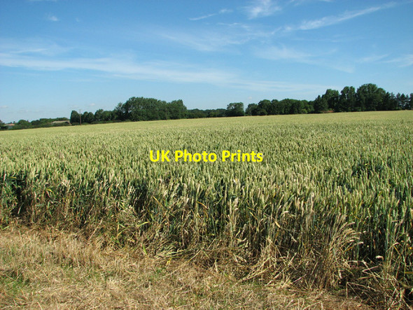 Photo 6"x4" Wheat crop field by Crown Farm Fersfield c2014