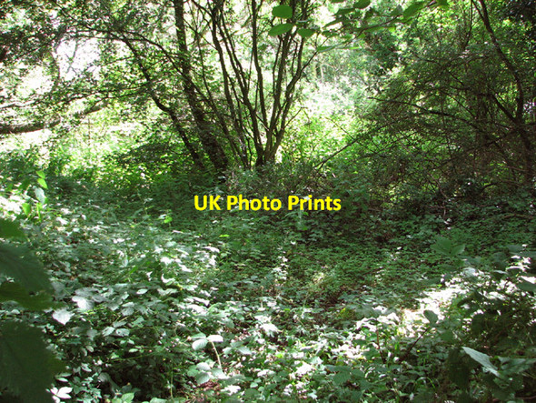 Photo 6"x4" Footpath in the planning Boyland Common c2014