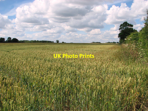 Photo 6"x4" Ripening wheat crop in Short Green Short Green c2014