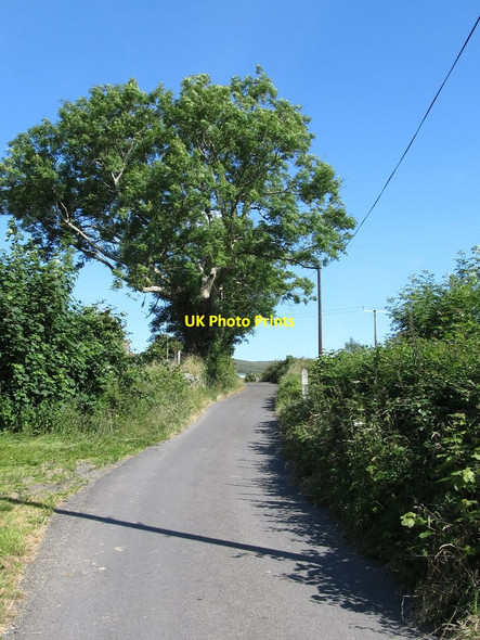 Photo 6"x4" Tree besides the Kilfeaghan Road Greencastle\/J2411 c2014
