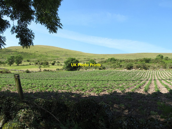 Photo 6"x4" A field of potatoes on intake land on the slopes of Knockshee Greencastle\/J2411 c2014