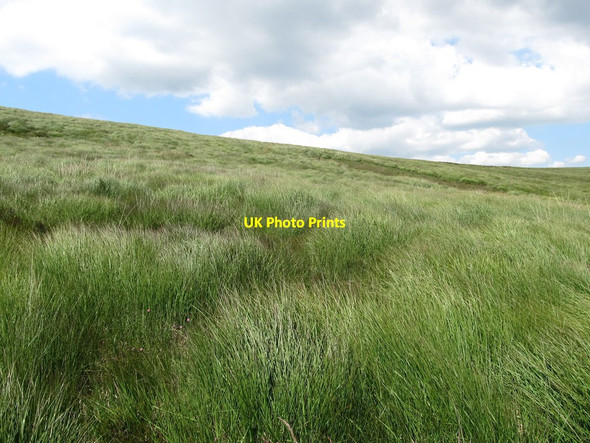Photo 6"x4" Tussocky grass on the slopes of Slievemeel Rostrevor c2014