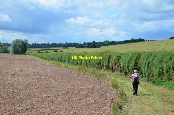 Photo 6"x4" Track by field edge near Kaimflat Stichill c2014