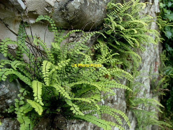 Photo 6"x4" Ferns growing on a wall Cyffylliog c2014