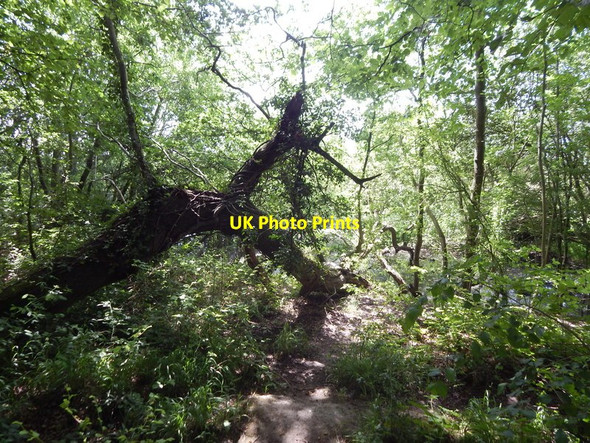 Photo 6"x4" Fallen down tree Wivenhoe c2014