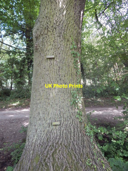 Photo 6"x4" Tree with steps Wivenhoe c2014