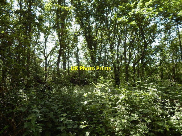 Photo 6"x4" Stinging Nettles Wivenhoe c2014