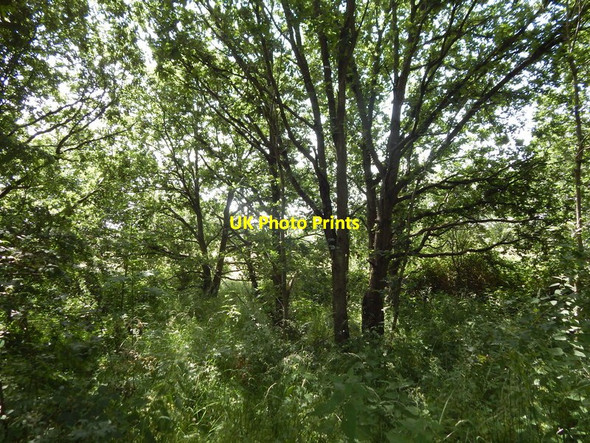 Photo 6"x4" Trees, Wivenhoe Wivenhoe c2014
