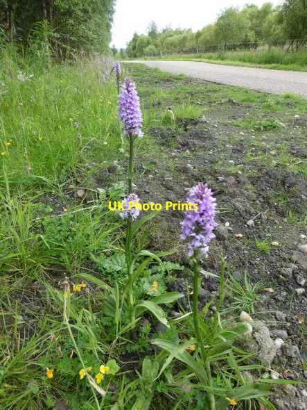 Photo 6"x4" Orchids beside the Trans Pennine Trail Soughley c2014