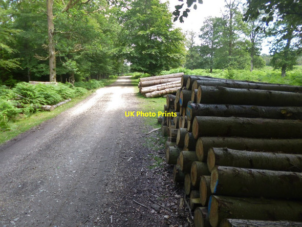 Photo 6"x4" Eyeworth, timber Fritham c2014